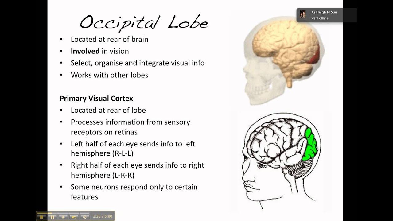 The Brain The Occipital Lobe