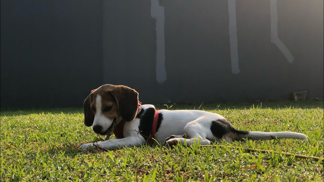 Regyn The Beagle fully charged at Woof Avenue Gading Serpong!!