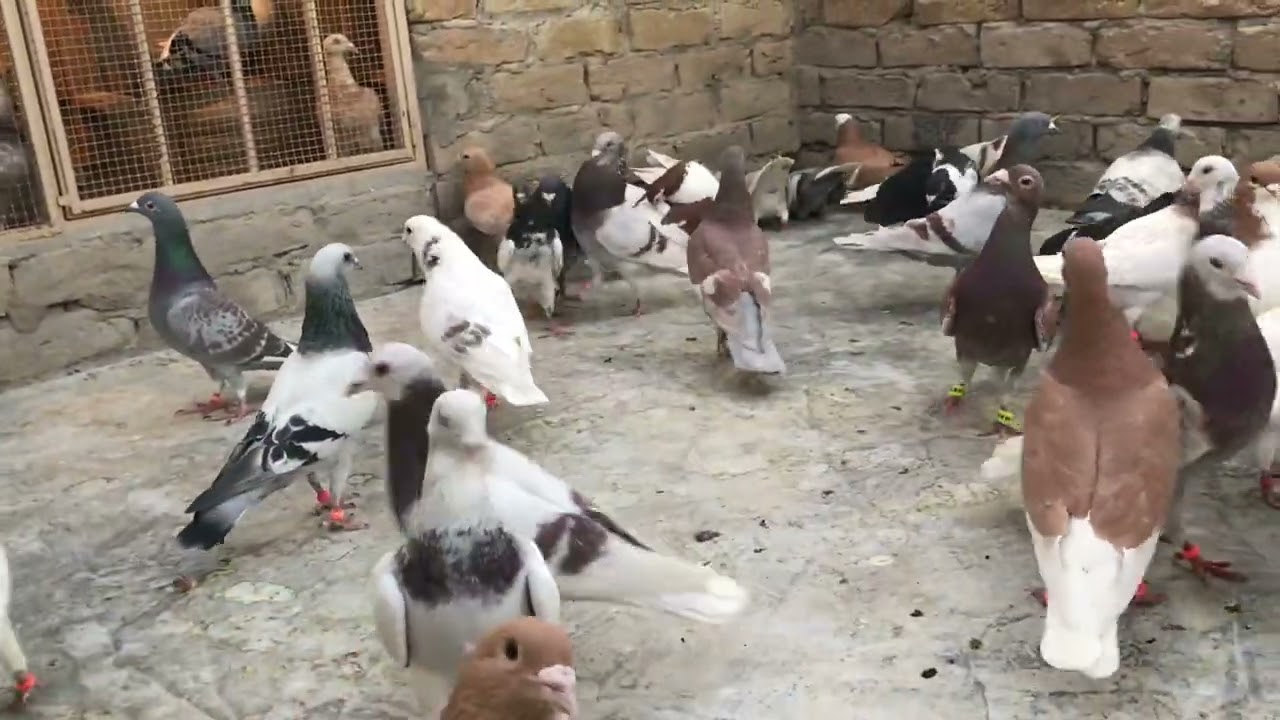 Jaffaro pigeons| July 2024 | Alamdar Road Mariabad Quetta| Quetta  pigeons| Quetta Kabotar bazi
