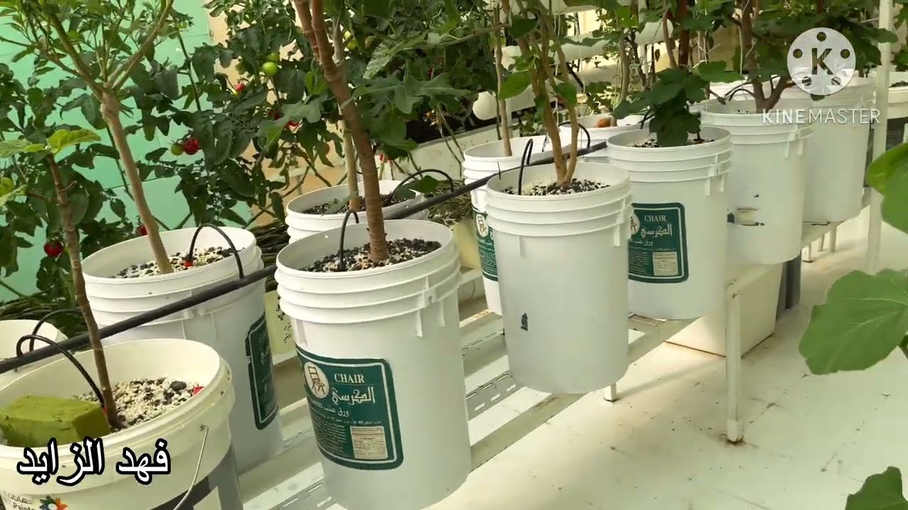 انتاج القرع الجزر النعناع الباميا التوت الطماطم #الزراعة_المائية_الهيدروبنك_ hydroponic