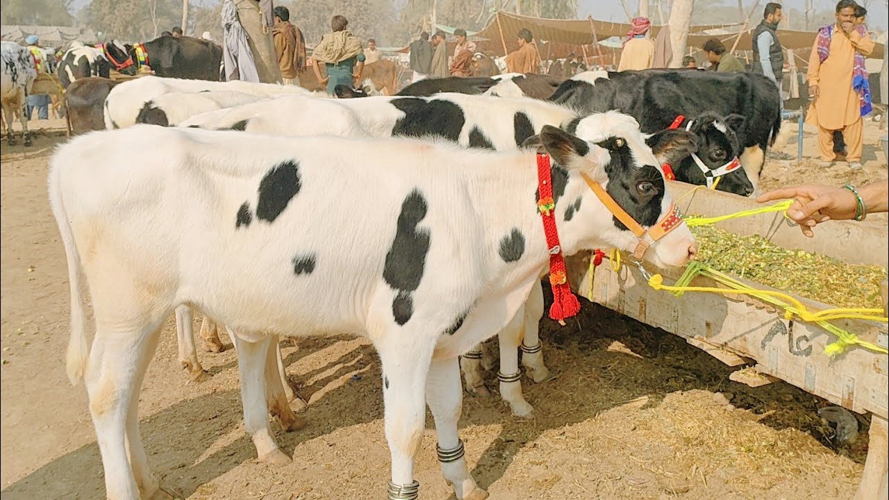 Holesten Fresigen Cow Highfers Available At Janwar Mandi Malumore Jhang||Highfers Sale