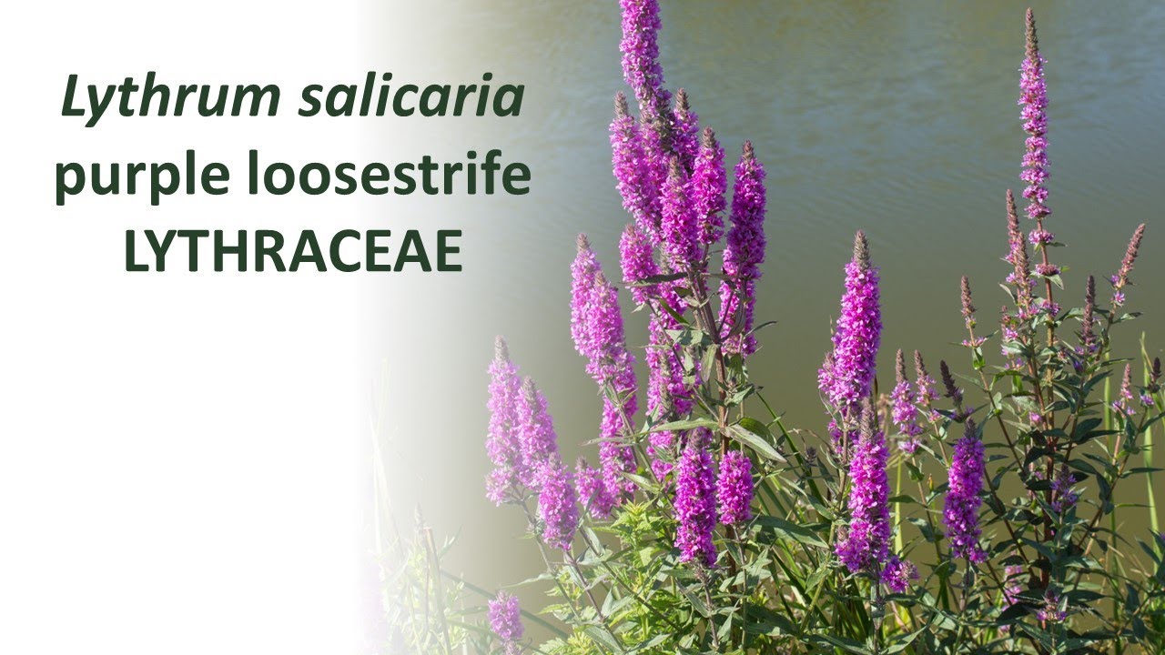 Purple loosestrife Lythrum salicaria, beautiful where native, trouble where it is not