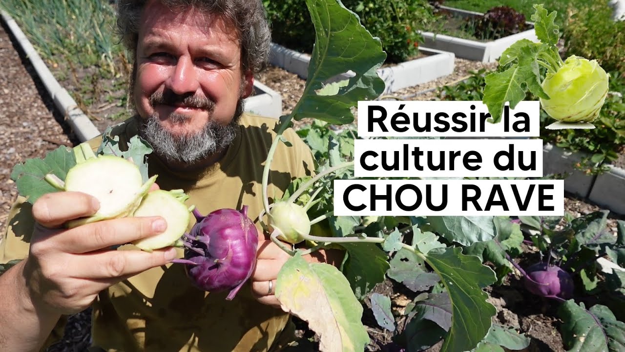 Comment réussir la culture du CHOU RAVE『TUTO』