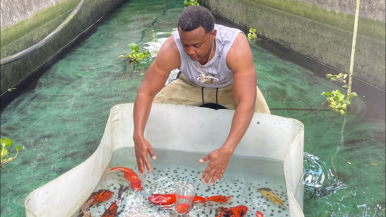 Reproducción de peces Koi muy fácil 2