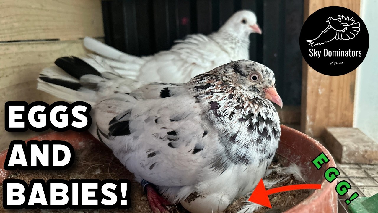 Яйца, детеныши и разведение ракет!