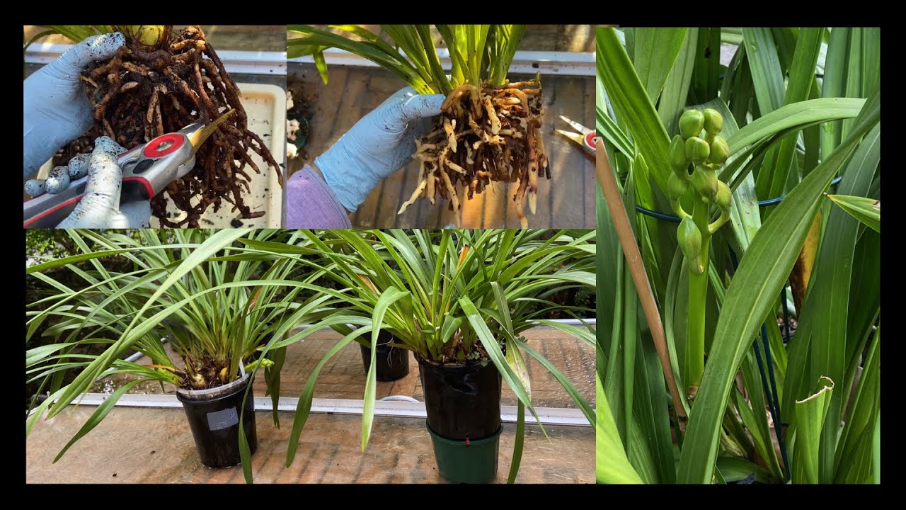 2418 修根換小盆能促花嗎 the growing of cymbidium flower spikes