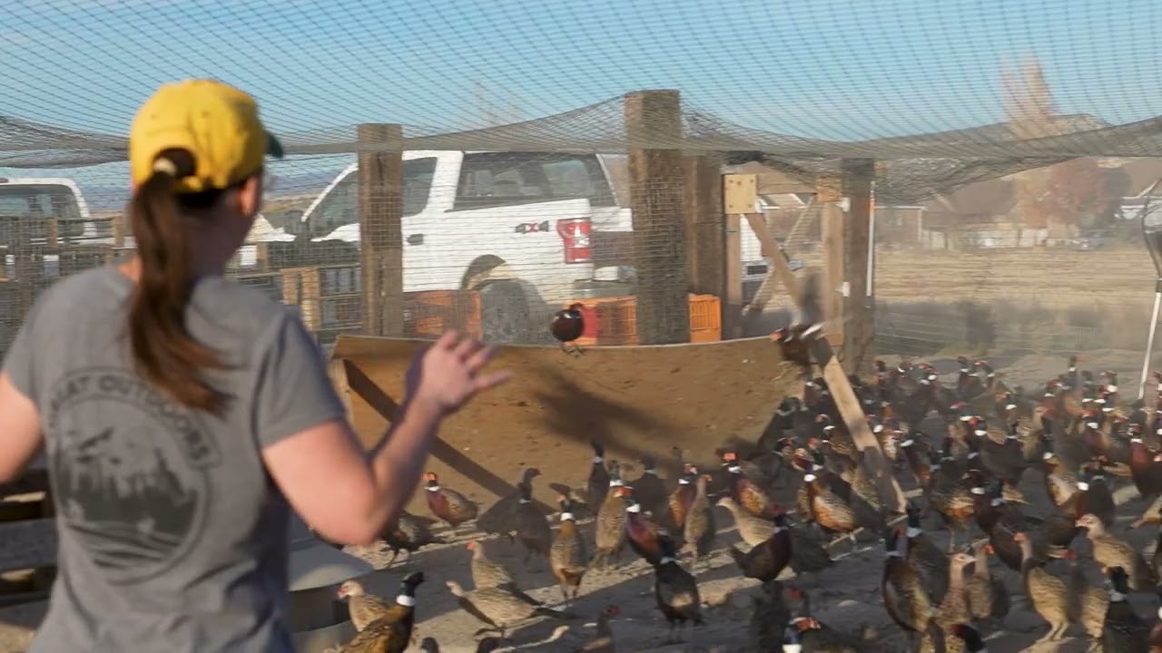 Hands On Pheasant Project: Natural Resources Students Thrive!