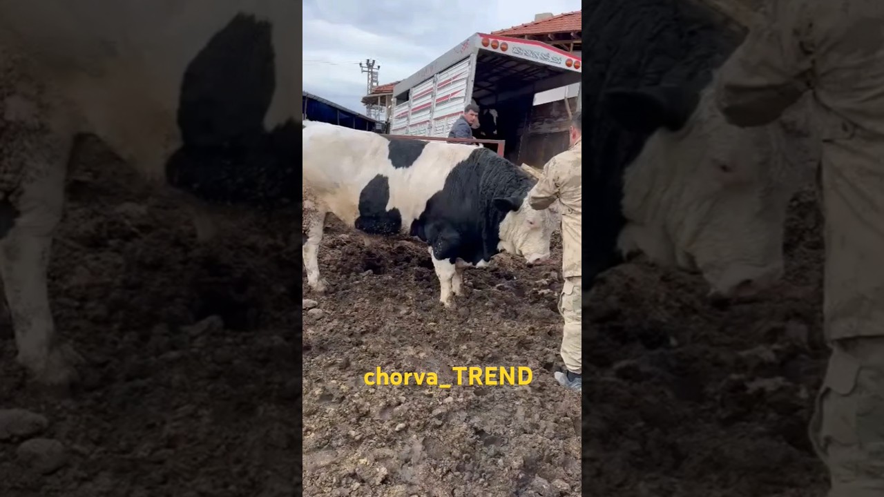 O&lsquo;ynashmaginda Buqa bilan!!! 😂😂😂 #simmental #limuzin #angus #aulikol #sharolle #greeford