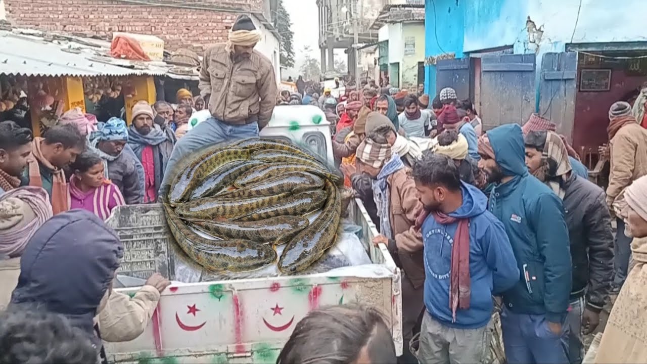 गरई मछली का बंपर सेल 🐟 | Garai Fish Market Me Bheed Aur Dhamaka Bikri 