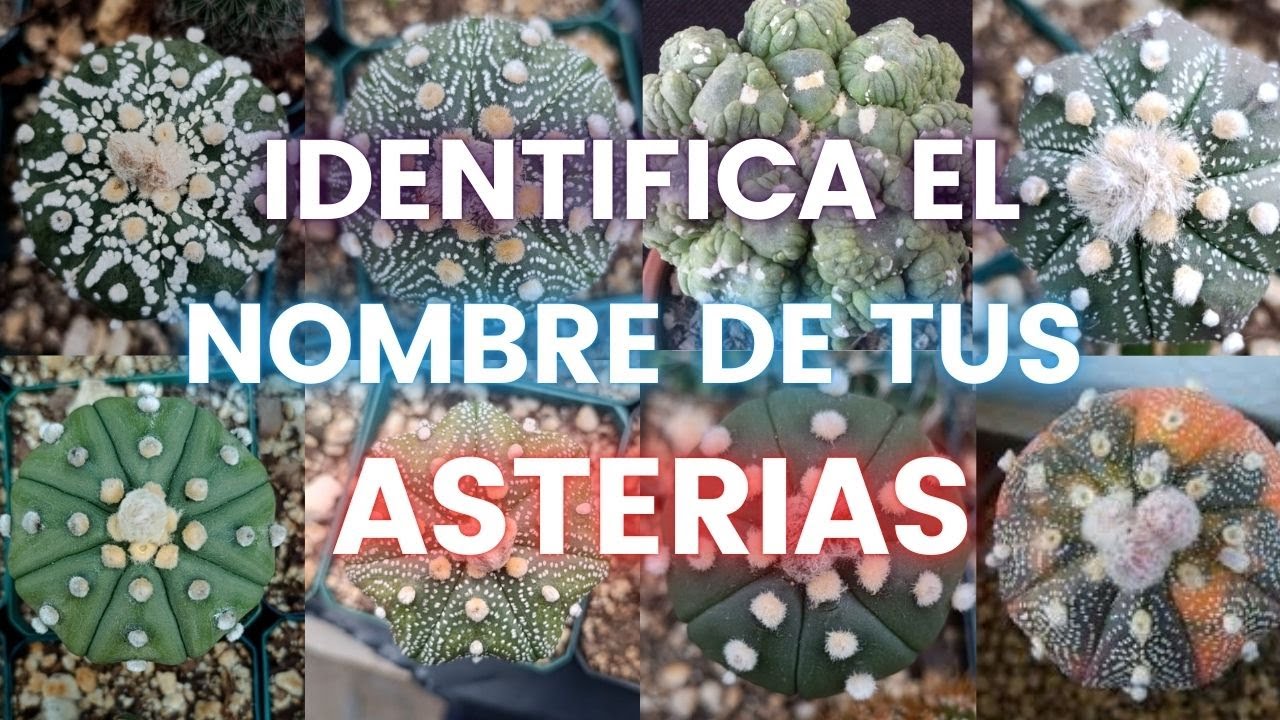 25 tipos de cactus Astropytum Asterias, Guia de identificacion de Astrophytum Asterias, con nombres.