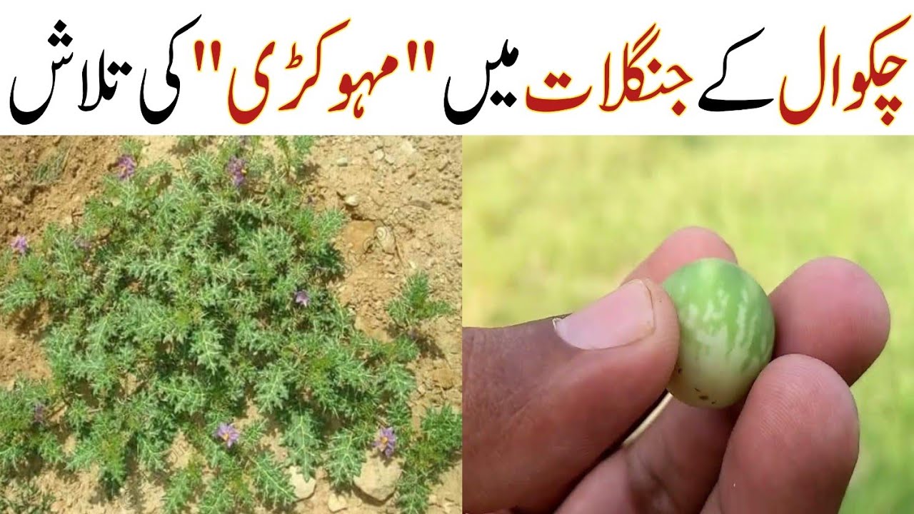 Chakwal Men Mhokri Ki Talash | Wild Eggs In Chakwal مہوکڑی, بھٹ کٹیا