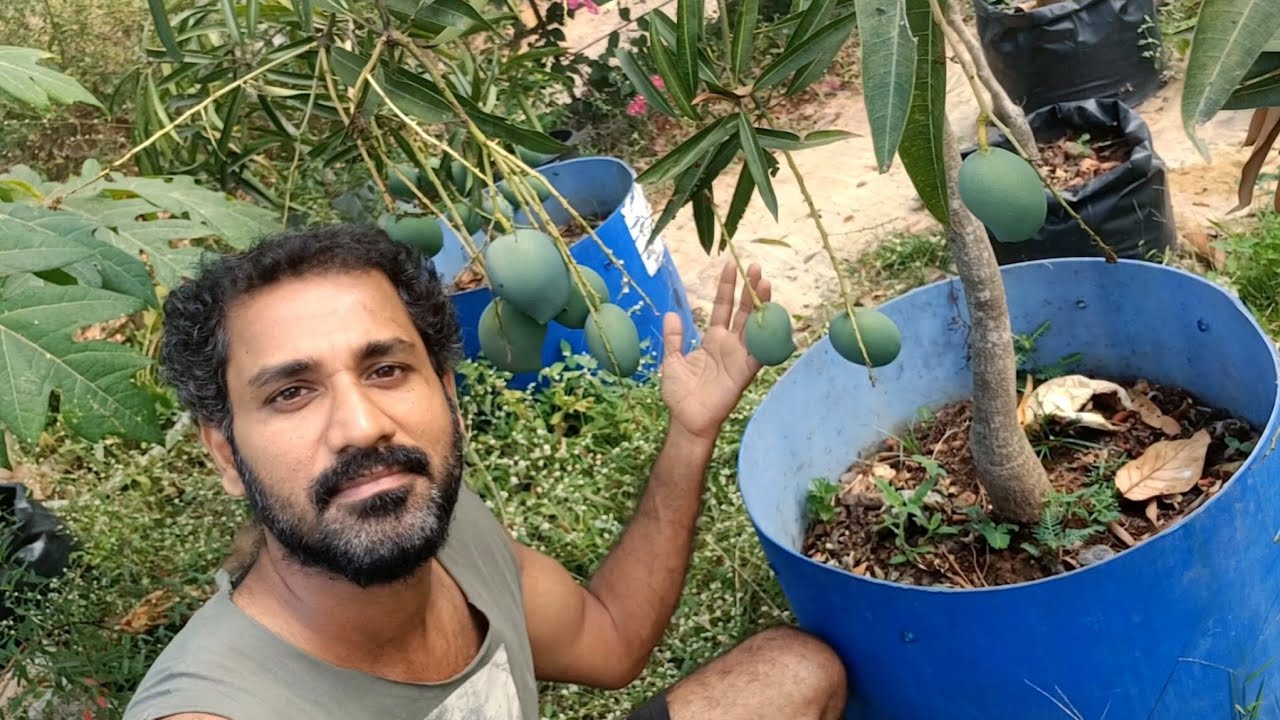 രണ്ടു വർഷത്തിനുള്ളിൽ നിറയെ കായ്ച്ച കുഞ്ഞൻ മാവ് 