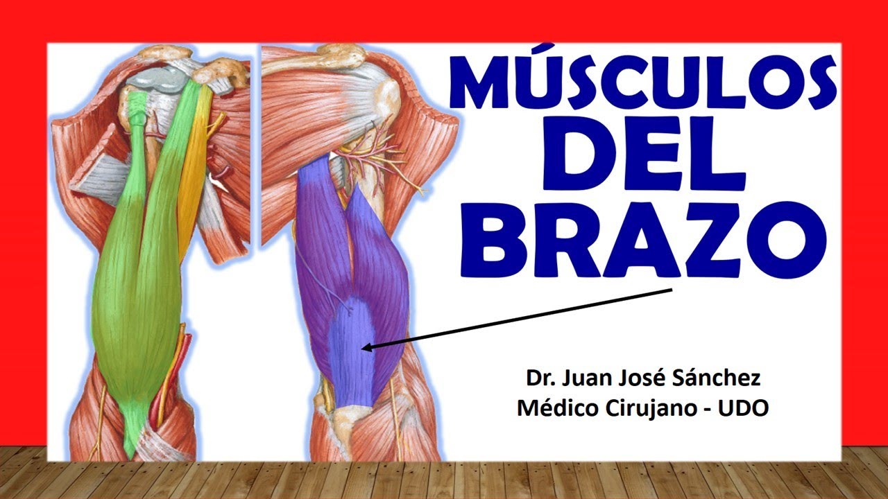 🥇 MÚSCULOS DEL BRAZO. (Anteriores y Posteriores). Fácil, Rápido y Sencillo