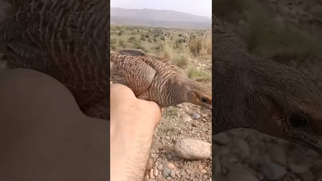Teetar ka shikar | teetar hunting| Subscribe YouTube channel please | 
