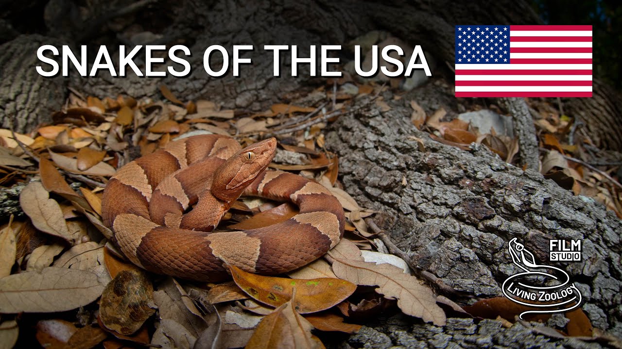 Snakes of the USA, 5 species from the Trans-Pecos region in Texas, Gray-banded kingsnake, copperhead