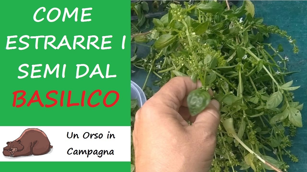 Come raccogliere e conservare i semi del BASILICO!