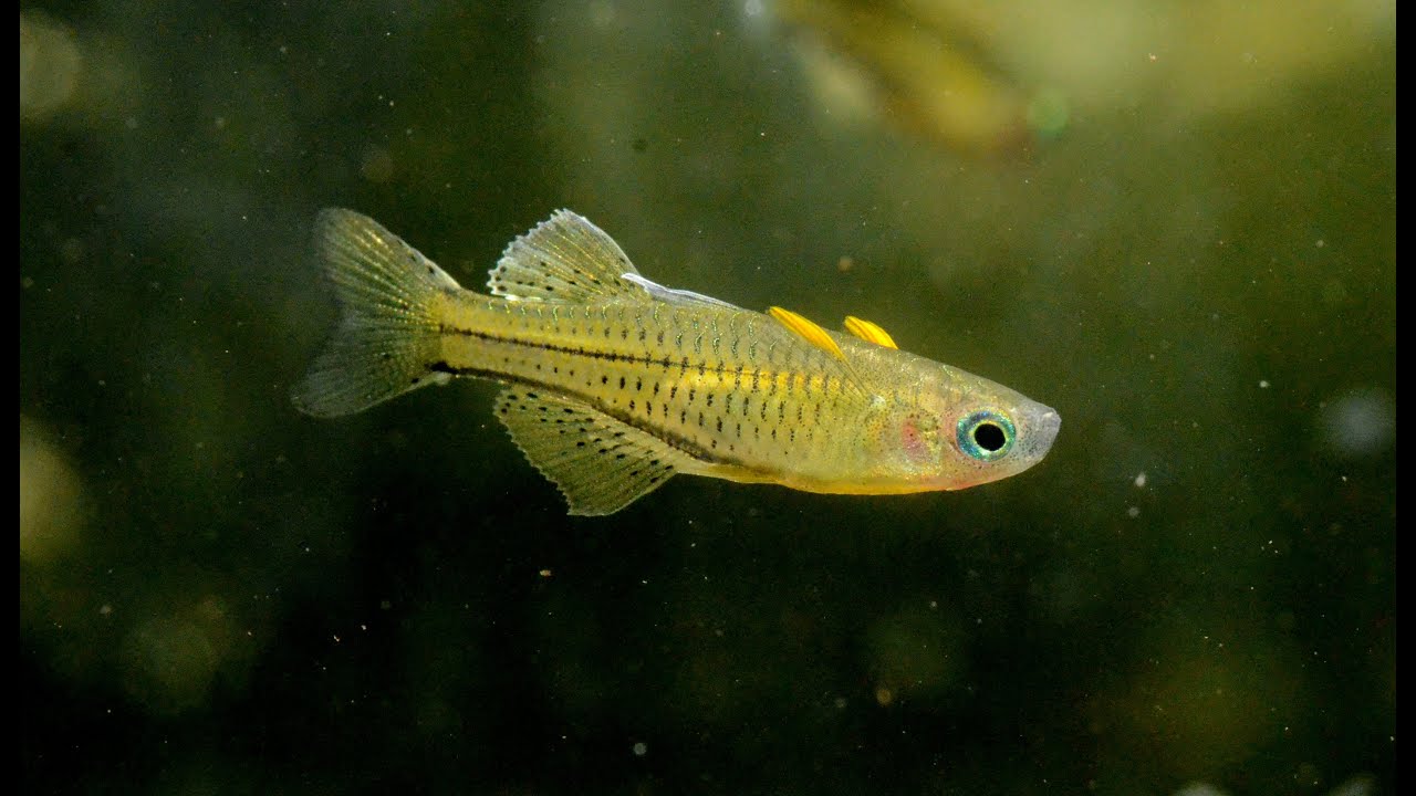 Spotted Blue Eye rainbow, Pseudomugil gertruae-Species Spotlight