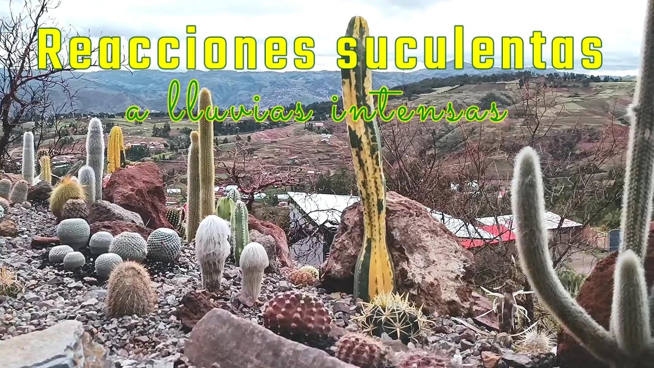 Reacciones de nuestras cactáceas a los aguaceros intensos #cactus #suculentas #lluvia