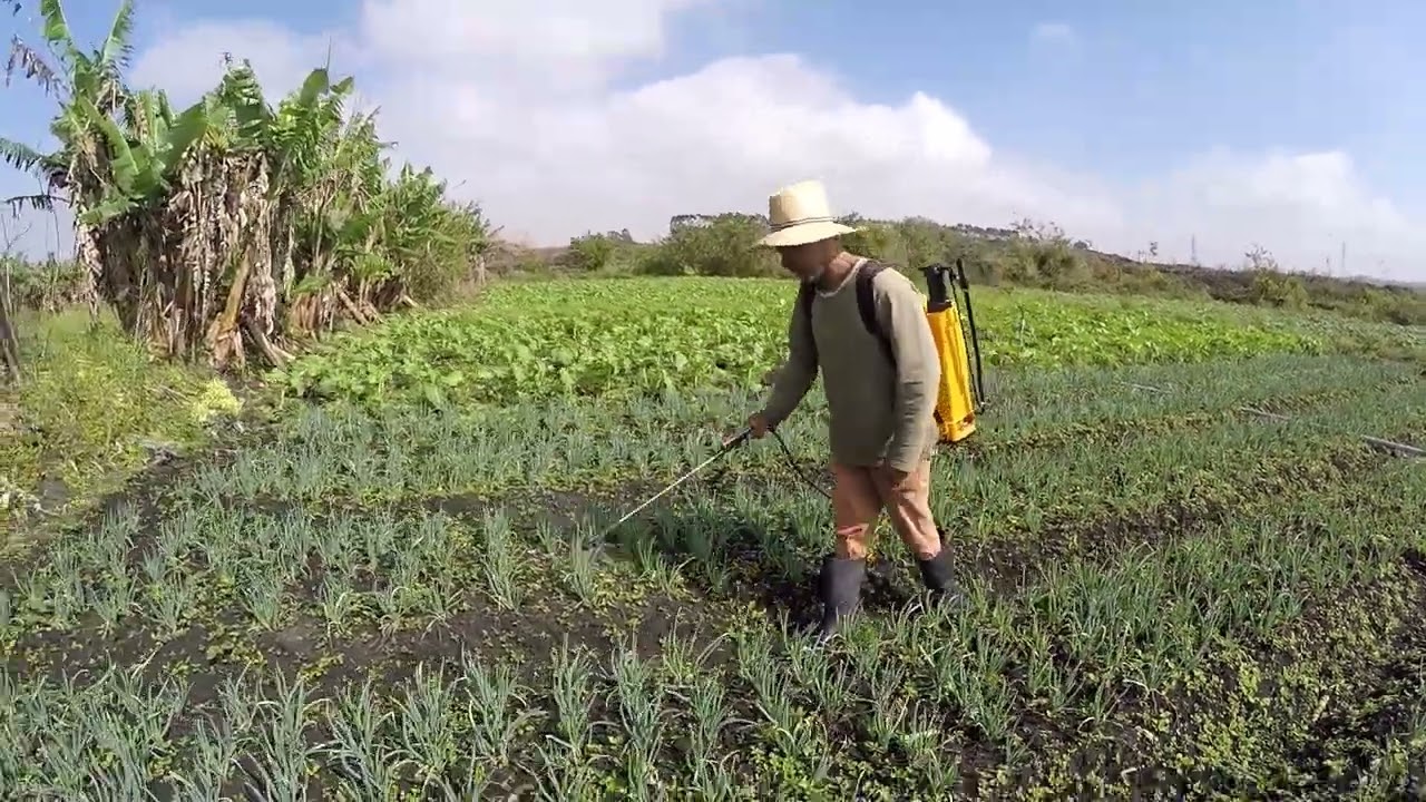 MATA O MATO E O CAPIM NA PLANTAÇÃO DE CEBOLINHA E SALSA