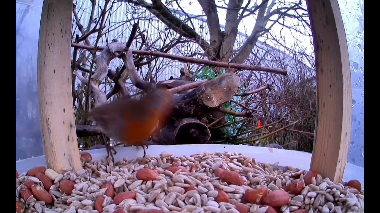 Garden Birds 