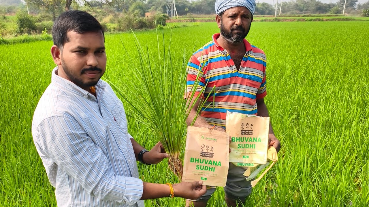 వరిలో 20 రోజులకి నాణ్యమైన అధిక పిలకలు గ్రోత్ పచ్చదనం రావడానికి #bhuvanasudhi 