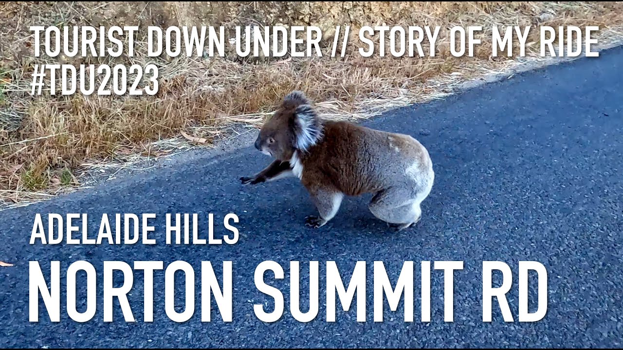 Cycling at Norton Summit Road, koala sighting #TDU2023 &ndash; Story of my ride: Tourist Down Under