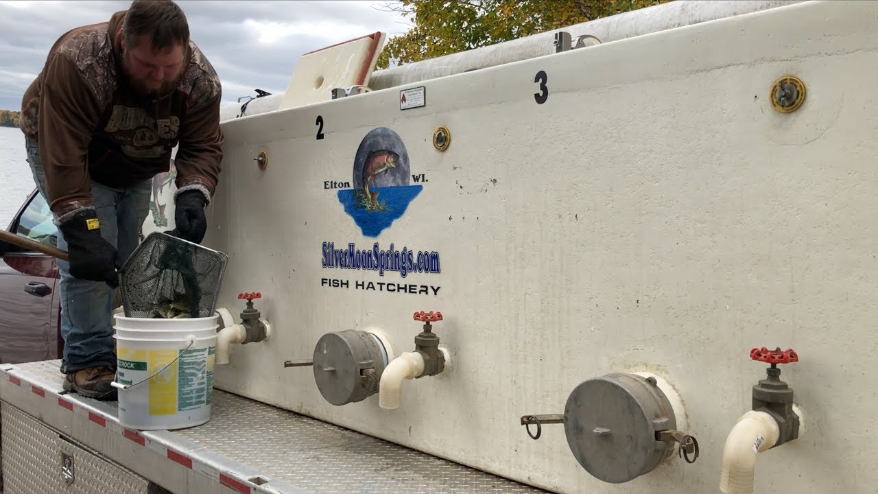 Sport Fishermen Lake Stocking Crappie by Hand in Wisconsin
