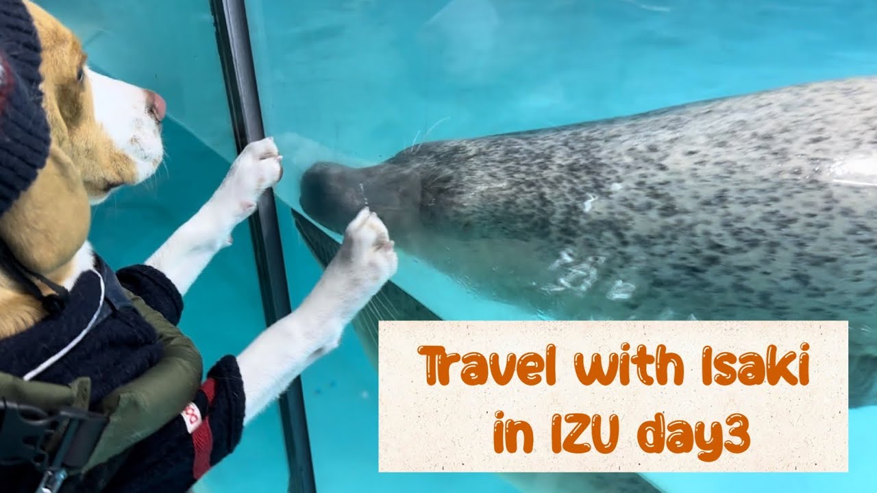 いさきと旅行〜伊豆３日目　下田海中水族館、下田バーガー、ペリーロード〜