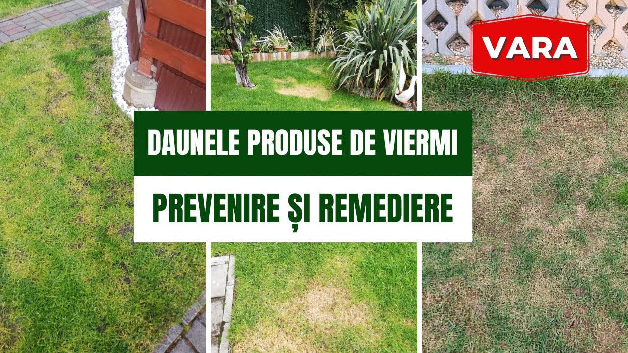 Daunele produse de viermi. Identificarea & Remedierea. Cât de ușor e să previi?