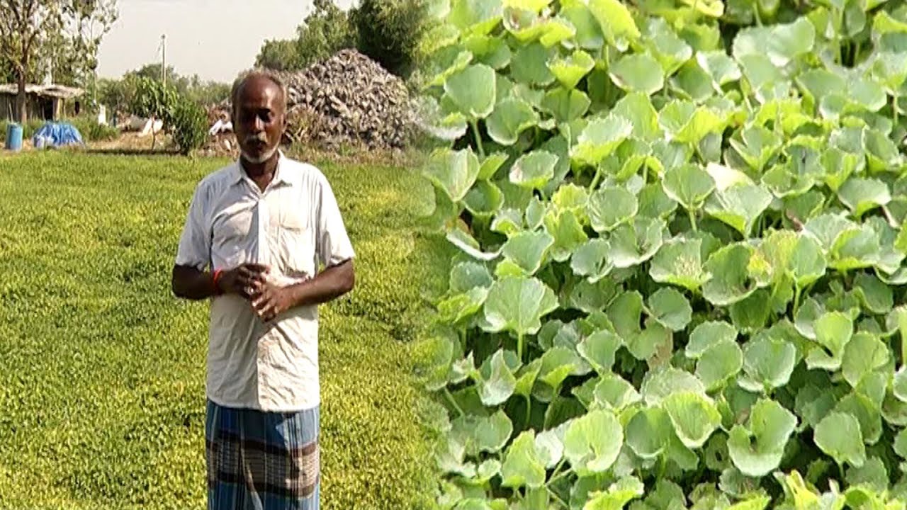 வல்லாரை, கரிசலாங்கண்ணி கீரை வகைகளை வெற்றிகரமாக சாகுபடி செய்து வரும் விவசாயி பிச்சாண்டி