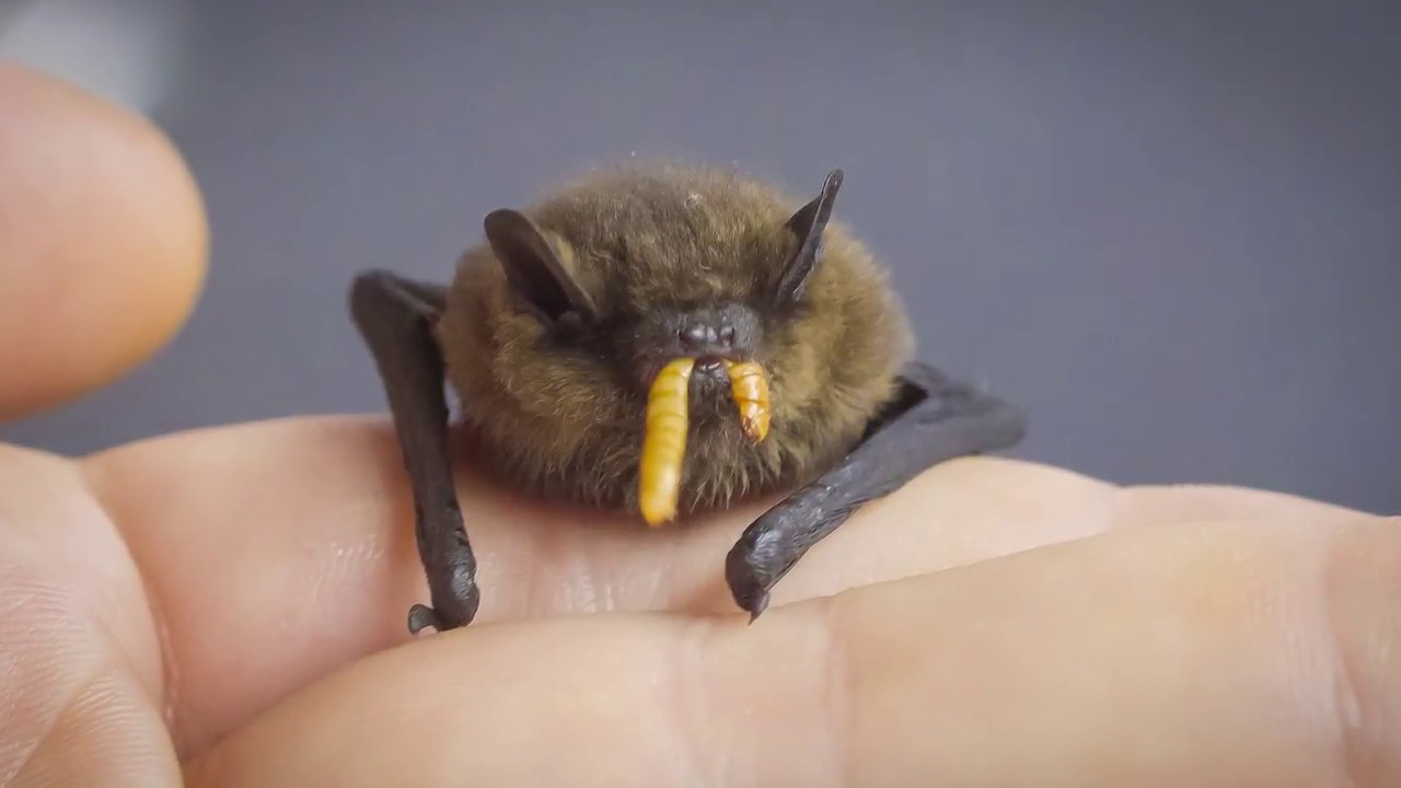 Flappy Bat – Eine Kirchhainer Fledermaus wird aufgepäppelt