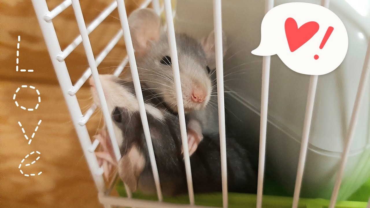 Зашквар на Авито 🥵 || Как мы покупали крысят 🐁🐀