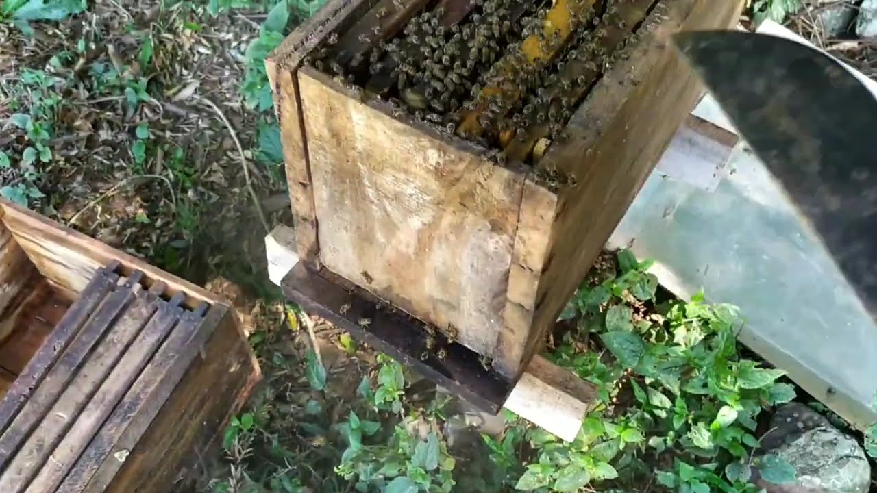 Divisão de enxame de apis, pós safra, com dois e três quadros, sistema 