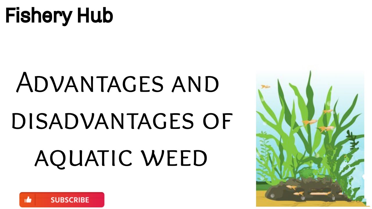 Advantages and disadvantages of aquatic weeds ||fishery lecture 2||fishery hub