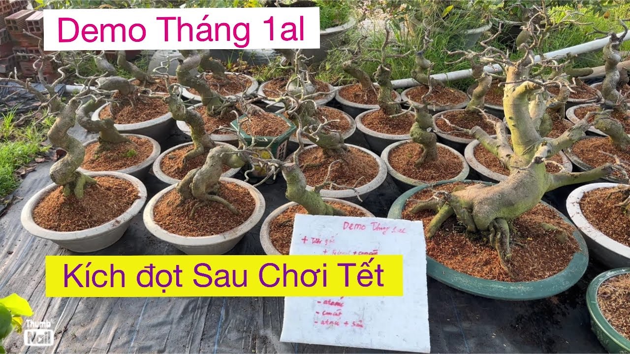 Demo tháng 1al,,sau khi cắt đôn 
