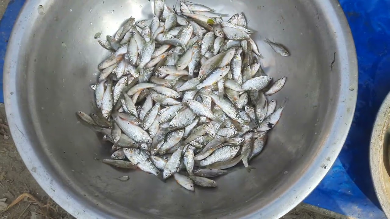 আজকের বাজারে মাছের দাম জানুন। ১৫/০২/২০২৬