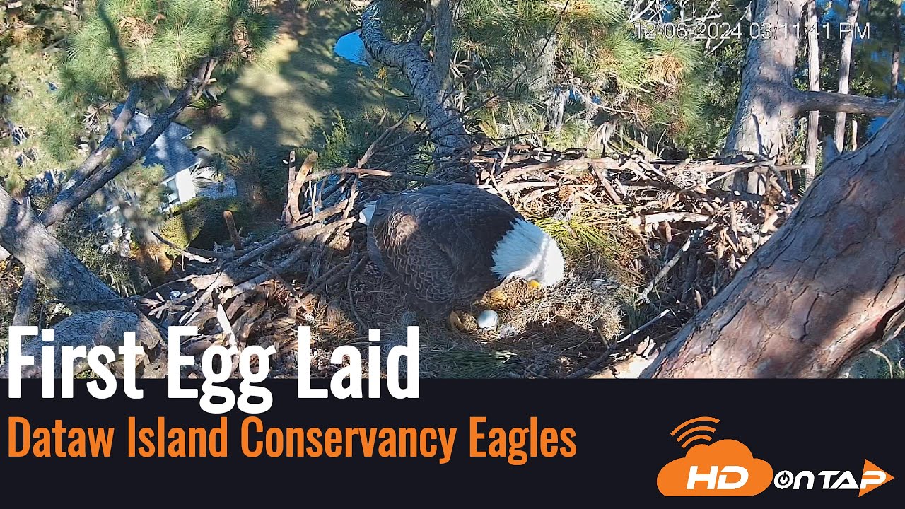 Dataw Island Eagles Lay Their First Egg! 🦅