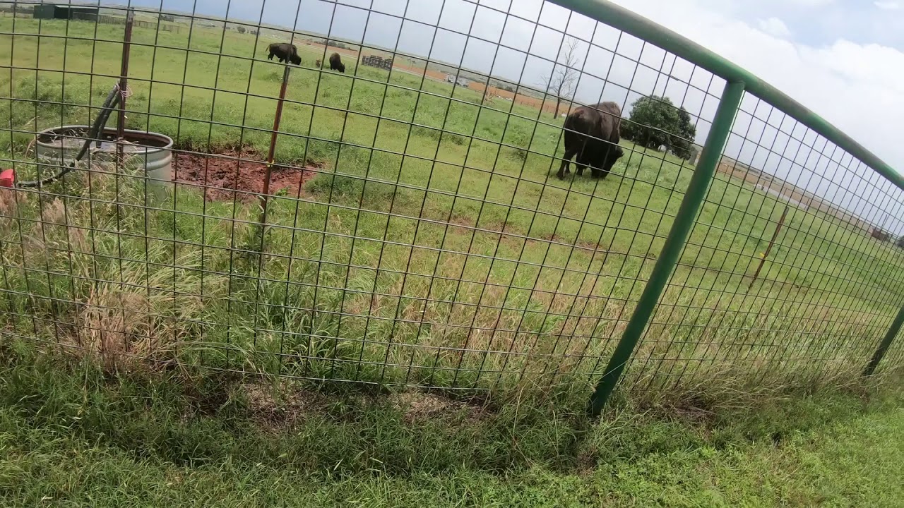 Clinton Oklahoma.Bison