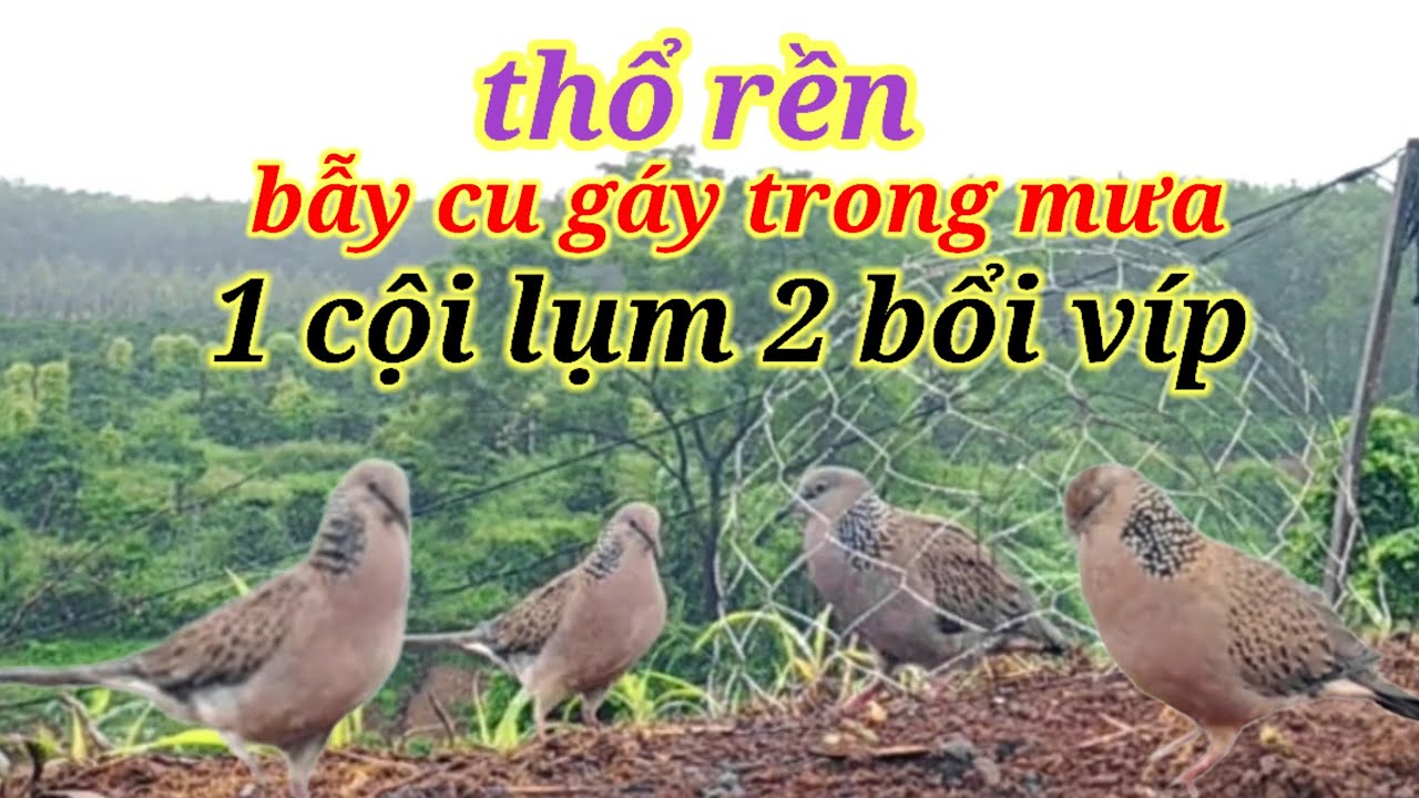 thổ rền âm quá phê. Clip 134.kèo bẫy cu gáy trong mưa. 1cội lum 2bổi vip. cả nhà xem vui nha.