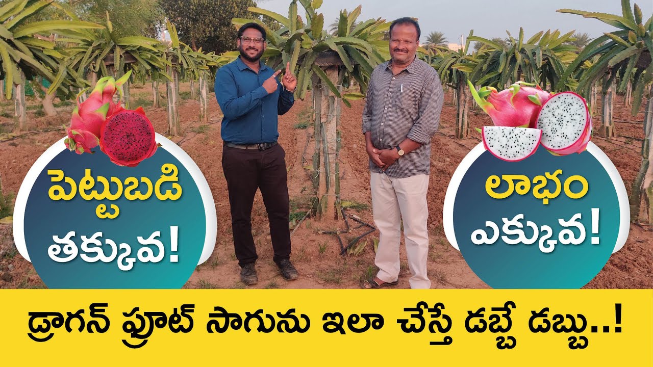 Dragon Fruit Farming In Telugu - How To Start Dragon Fruit Farm In Telugu | Part 1 | Kowshik Maridi