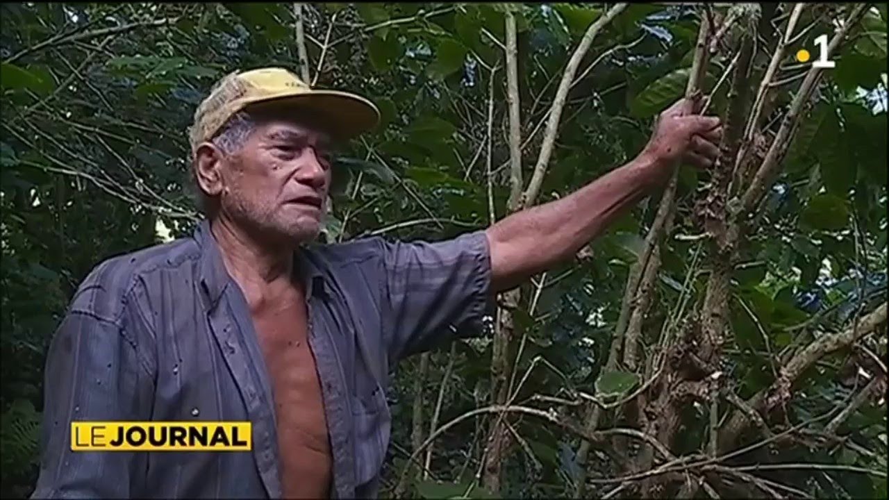 Café de Rurutu : un trésor à préserver