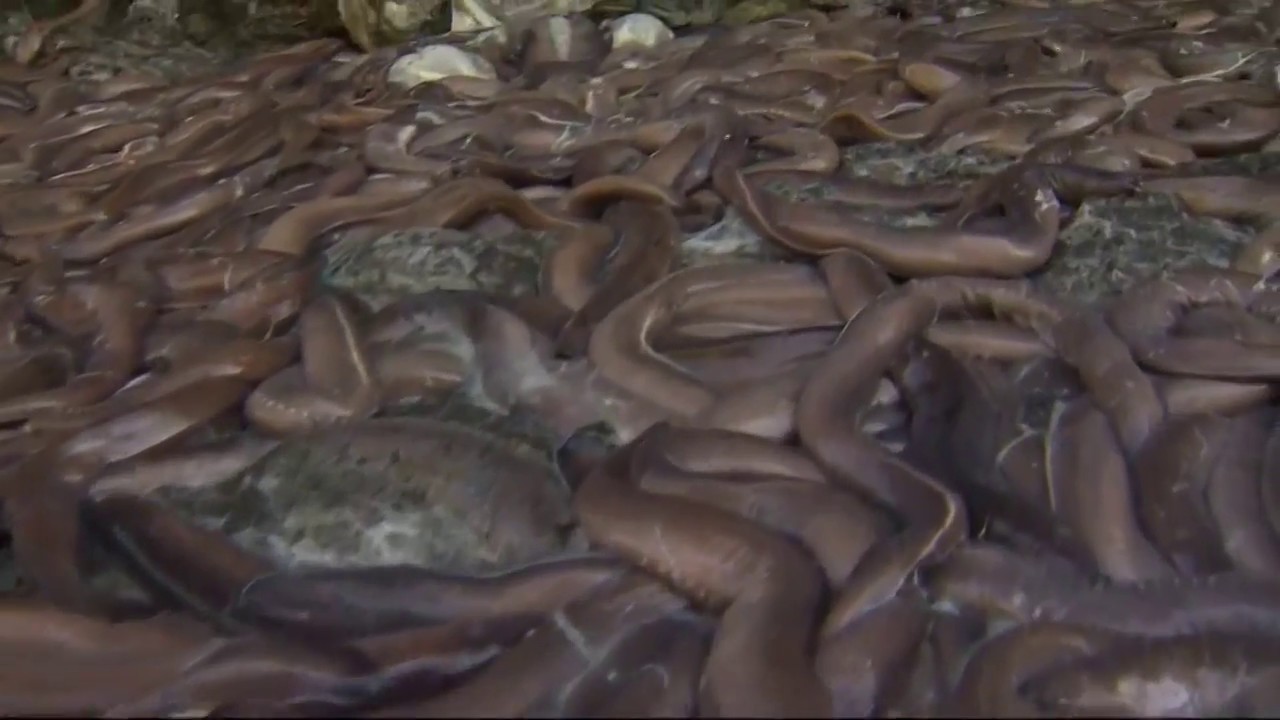 Truck overturns, spilling slime eels on highway