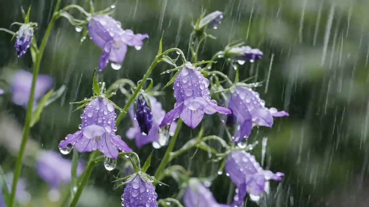 Rain vs White Noise Which is Better for Relaxation?