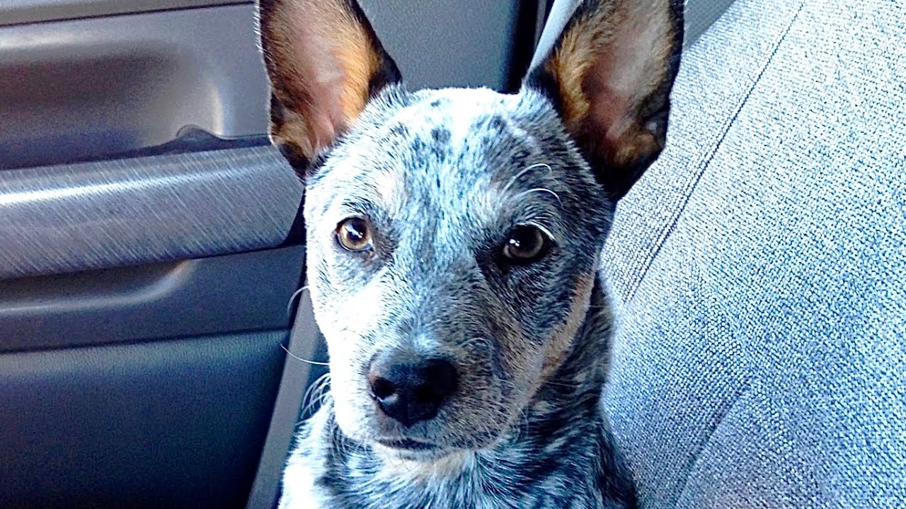 FUNNY Puppy Tricks Herding Ball Mini Blue Heeler Australian Cattle Dog Training Too Crazy Cute!!
