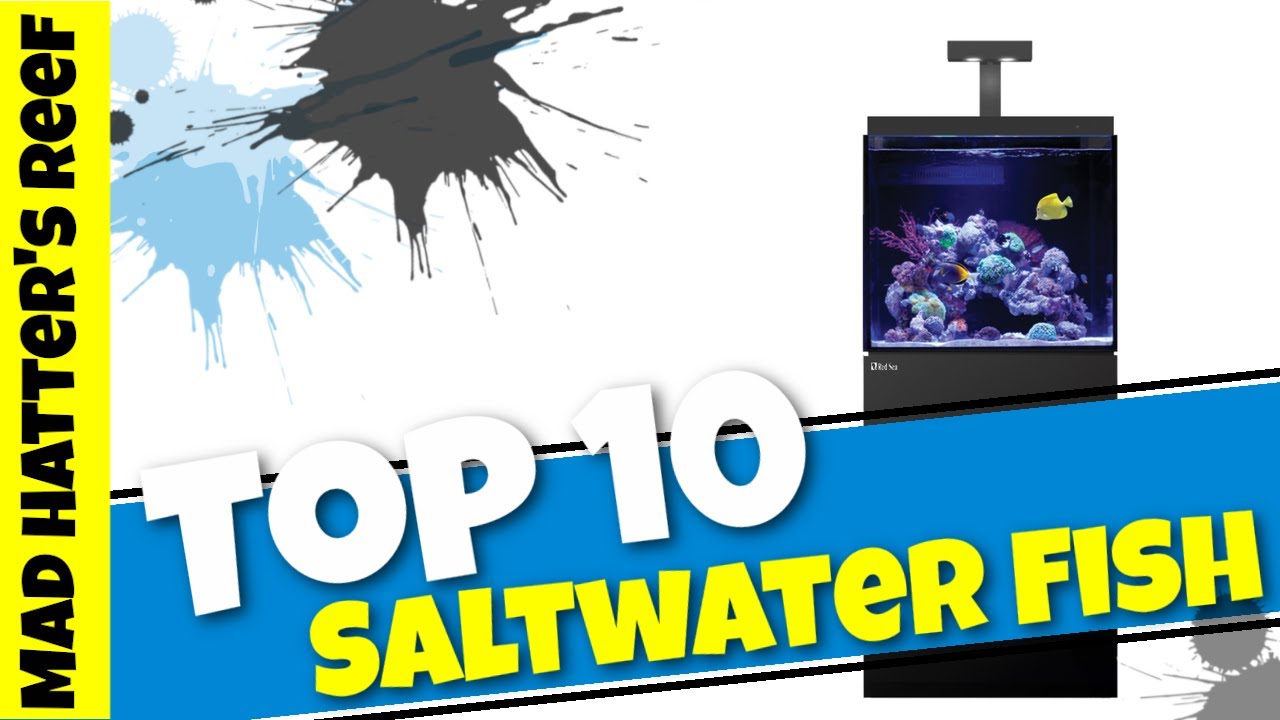 Top 10 Saltwater Fish for the Red Sea Max E 170