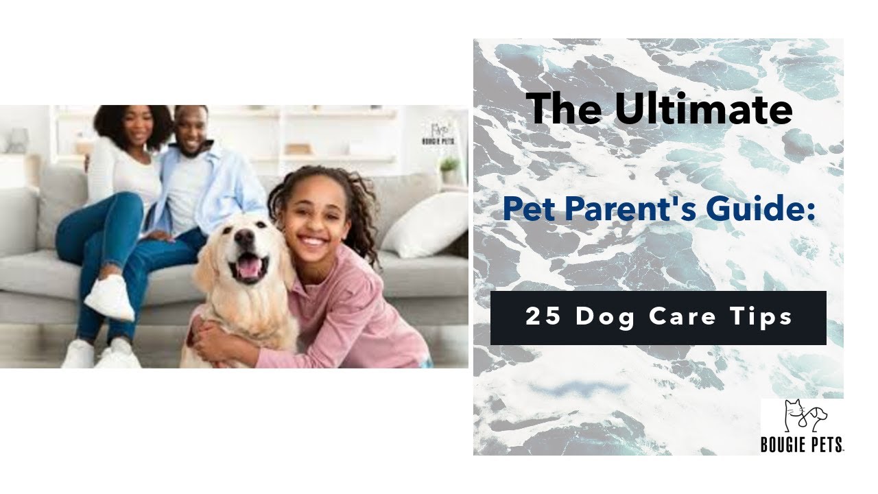 The Ultimate Pet Parent's Guide: 25 Dog Care Tips