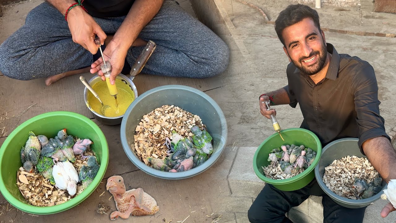 Hum Bht Sary Baby Parrots Le Aiy Hain😍