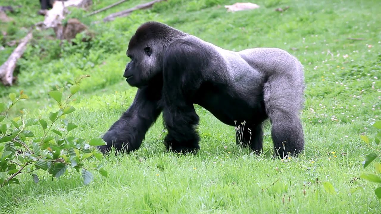 Nature’s Calm Gorillas Dining in Peace