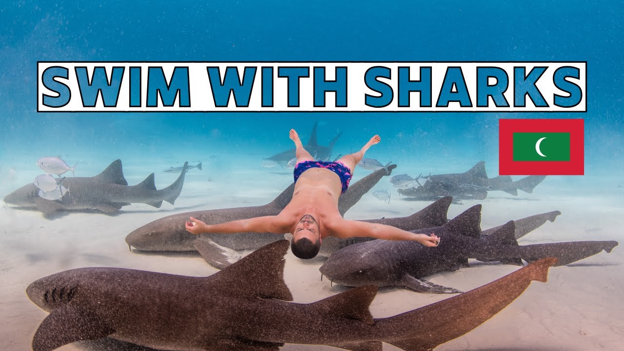 Swimming with Sharks in Maldives 2025