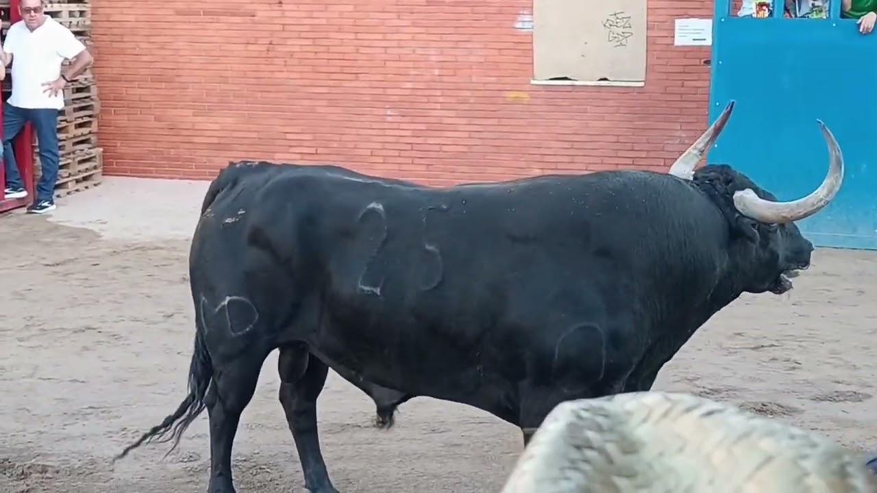 Toros Alquería del niño perdido 5/10/24 ganaderías Montealto y Alejandro Talavante